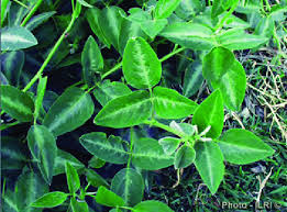 Image result for Desmodium uncinatum