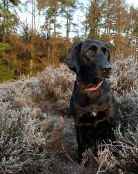 En f1 labrador kan godt afvige i forhold til racestandardens klassiske udseende. Hd Wallpaper Dog Labrador Bitch Formel1 Black Forest Heather Fir Trees Wallpaper Flare