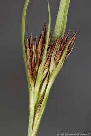 Image result for Rhynchospora brevirostris