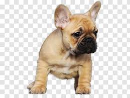 Oct 01, 2020 · the frug is a pretty common cross breed of a pug and a french bulldog. French Bulldog Staffordshire Bull Terrier Pug Puppy Dog Crossbreeds Transparent Png