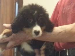 Father is the fourth generation clear eyes, hips and cancer free. Bernese Mountain Dog Pets And Animals For Sale Ohio
