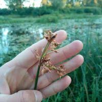 Image result for Schoenoplectus confusus