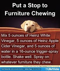 Mix 5 Ounces Of Heinz White Vinegar 5 Ounces Of Heinz Apple Cider Vinegar And 5 Ounces Of Water In A 16 Ou Dog Training Puppy Training Dog Training Obedience