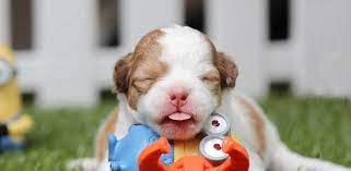 When Do Puppies Open Their Eyes Daily Dog Stuff