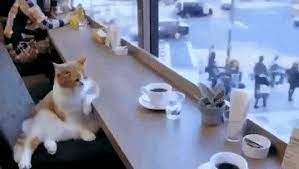 Cat Cafe GIF - Cat Cafe Coffee - Discover & Share GIFs