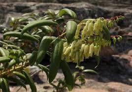 Image result for Agarista