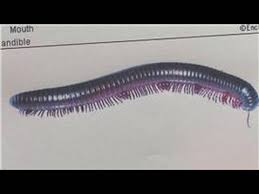 We did not find results for: Animal Care Information How Many Legs Does A Millipede Have Youtube