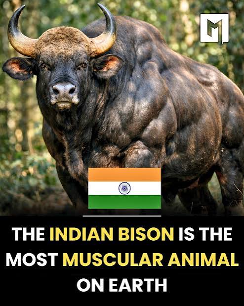 Indian bison, a large wild cattle species, inhabits forests and grasslands