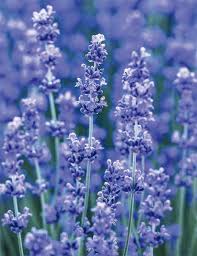 Edible lavender flowers near me. Lavender Edible Monterey Bay