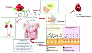 Cranberries Potential Benefits In Patients With Chronic Kidney Disease Food Function Rsc Publishing