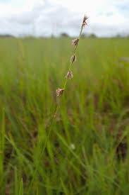 Image result for Scleria distans