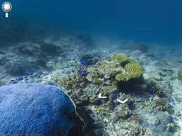 Fans of finding nemo and jacques costeau can rejoice: Google Maps Coral Reef Panoramas