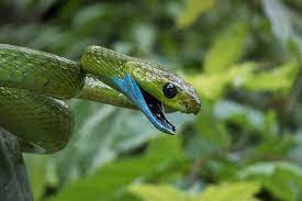 Green Cat Snake Boiga Cyanea Reptile Snakes Reptiles And Amphibians Amphibians
