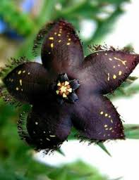 Image result for Orbea melanantha