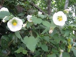 The main types of fruits of australian flowering. Exotic Shrubs The Trees Flowers Of Whangarei