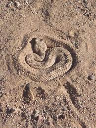Rattlesnake Camouflage Desert Animals Snake Reptiles