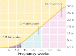 first trimester of pregnancy