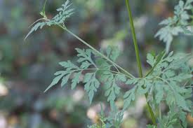 Image result for Bidens bipinnata
