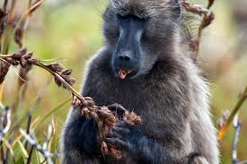 Image result for Tetraria