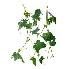 Image result for Cucumis maderaspatanus