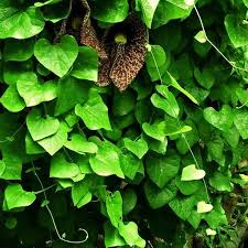 Image result for Aristolochia