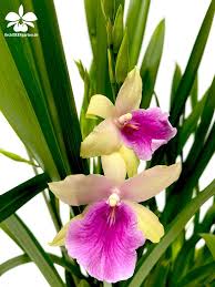 Miltassia Hybride In 2020 Orchideen Garten Orchideen Orchideen Pflege