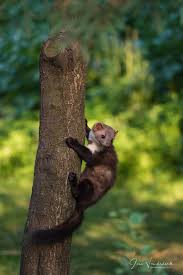 Image result for kuna lesní obrázky