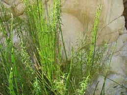 Image result for Asparagus minutiflorus