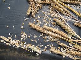The global wheat market is one of the most actively traded commodity markets, as it ensures the international supply of one of the world's staple grains. Harvesting Wheat Gardenerd