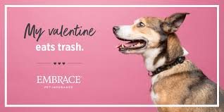 My Furry Valentine Valentine S Day Pet Memes For Dog And Cat Lovers 39 happy valentines memes ranked in order of popularity and relevancy. pet memes for dog and cat lovers