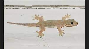 Selanjutnya, arti kejatuhan cicak di tangan pun pertanda yang baik. Sederet Arti Dari Mitos Kejatuhan Cicak Jadi Pertanda Bakal Dapat Sial Tribunnews Bogor