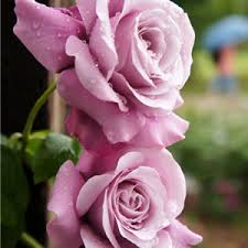 When fourth of july climbing rose was introduced in 1999, its candy cane coloring, disease resistance, and spicy scent caused a sensation. Climbing Rose Blue Moon Garden Express