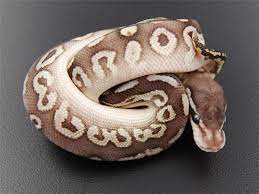 Black Pewter Lesser Morph List World Of Ball Pythons Ball Python Morphs Ball Python Pet Ball Python