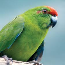 Image result for parrot