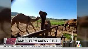 Maria, i have kidnapped your furry friend, mr. Camel Farm Goes Virtual Nbc 7 San Diego