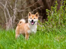 The shiba inu coin, launched less than a year ago and named after the dog breed, is a cryptocurrency that trades as shib and champions itself as the dogecoin killer. a single shib coin is nearly worthless—less than $0.000029 as of wednesday—but its trading surged this week after it was added. Shiba Inu Coin Latest Price Predictions And Expert Forecast