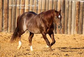 Copy cat is a 2013 stallion that is a genetic replica to the legendary cutting sire, high brow cat. Pin On Quarter Horses