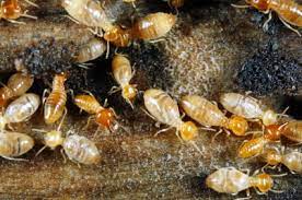 We love to visit the cape cod canal in sandwich. Termite Prevention Control In Cape Cod Surrounding Areas