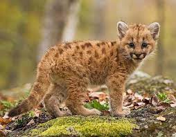 10 Remarkable Facts About Mountain Lions Baby Animals Cute Baby Animals Cute Animals