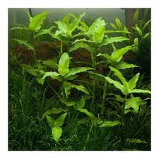 Image result for Floscopa africana