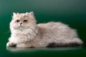 These adorable creatures steal our hearts and if you own one or a few, you know the comfort just petting a cat can bring. 101 Types Of Persian Cats Colors Breeds Patterns With Pictures Excited Cats