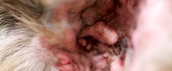 Image result for abscess dog's ear flap