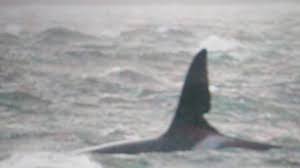 Chanonry point lies at the end of chanonry ness, a spit of land extending into the moray firth between fortrose and rosemarkie on the black. Famous Orca Photographed Off Chanonry Point Bbc News