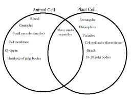 All Categories Cell Logy