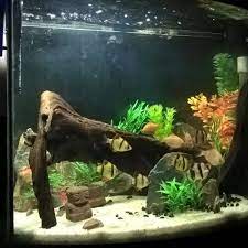 Toko jual perlengkapan hiasan aquarium air tawar. Percantik Akuarium Dengan 10 Rekomendasi Hiasan Akuarium Yang Keren Ini