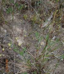 Image result for Lipotriche marlothiana