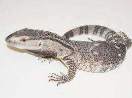 Monitor Lizards For Sale Monitor Lizard Reptiles Pet Lizard