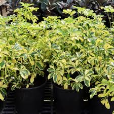 Image result for Schefflera