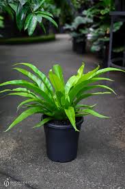 Image result for Asplenium