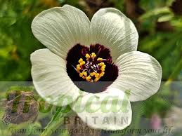 Image result for Hibiscus tridactylites